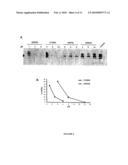 Systematic identification of new anti-prion drugs by high-throughput screening based on scanning for intensely fluorescent targets (sift) diagram and image