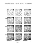 PROCESS FOR THE PREPARATION OF AUXETIC FOAMS diagram and image