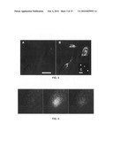 Fluorogenic compounds converted to fluorophores by photochemical or chemical means and their use in biological systems diagram and image