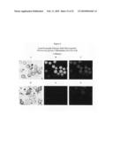 Continuous imaging of nucleic acids diagram and image