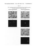 Continuous imaging of nucleic acids diagram and image