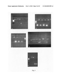 Novel carbosilane dendrimers, preparation method thereof and use of same diagram and image