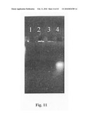 Novel carbosilane dendrimers, preparation method thereof and use of same diagram and image