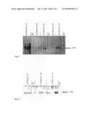 GENETICALLY MODIFIED PLANTS WHICH SYNTHESIZE A STARCH HAVING INCREASED SWELLING POWER diagram and image