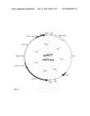 GENETICALLY MODIFIED PLANTS WHICH SYNTHESIZE A STARCH HAVING INCREASED SWELLING POWER diagram and image