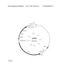 GENETICALLY MODIFIED PLANTS WHICH SYNTHESIZE A STARCH HAVING INCREASED SWELLING POWER diagram and image