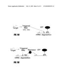 Triggered RNAi diagram and image