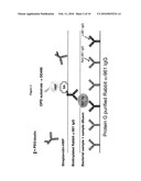 VACCINE ASSAYS diagram and image