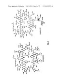 ENDURACIDIN BIOSYNTHETIC GENE CLUSTER FROM STREPTOMYCES FUNGICIDICUS diagram and image