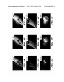 Secreted Luciferase Fluorescent Protein Conjugate Nucleic Acid Construct and Uses Thereof diagram and image