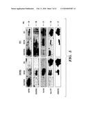 Secreted Luciferase Fluorescent Protein Conjugate Nucleic Acid Construct and Uses Thereof diagram and image