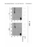 Secreted Luciferase Fluorescent Protein Conjugate Nucleic Acid Construct and Uses Thereof diagram and image