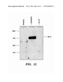 Secreted Luciferase Fluorescent Protein Conjugate Nucleic Acid Construct and Uses Thereof diagram and image