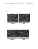 Pulsing of Bile Compartments in Sandwich-Cultured Hepatocytes diagram and image