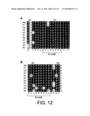 POLYMERASE diagram and image