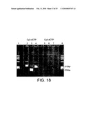 POLYMERASE diagram and image