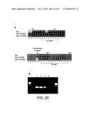 POLYMERASE diagram and image