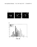 POLYMERASE diagram and image