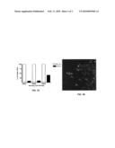 RNAi INHIBITION OF CTGF FOR TREATMENT OF OCULAR DISORDERS diagram and image