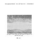 BIOCOMPOSITES AND METHODS OF MAKING THE SAME diagram and image