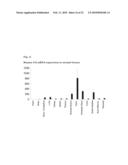 T CELL PROTEINS AND NUCLEOTIDES ENCODING THE SAME diagram and image