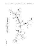 RNA INTERFERENCE COMPOSITIONS AND METHODS diagram and image