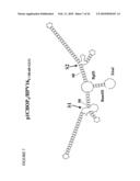 RNA INTERFERENCE COMPOSITIONS AND METHODS diagram and image