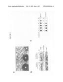 Use of chlorine guanabenz derivatives for treating polyglutamine expansion associated diseases diagram and image