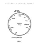 TRANSGENIC PLANTS CONTAINING ALTERED LEVELS OF STEROID COMPOUNDS diagram and image