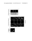 Digalactolipidic Antigen Exposed on the Surface of Apicomplex Parasites, and Diagnostic and Therapeutic Use Thereof diagram and image