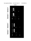 LOW-MOLECULAR WEIGHT, WATER-SOLUBLE CHITOSAN NANOPARTICLE FOR GENE DELIVERY WITH FOLIC ACID CONJUGAED THERETO AS TARGET LIGAND AND PREPARATION METHOD THEREOF diagram and image