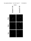 LOW-MOLECULAR WEIGHT, WATER-SOLUBLE CHITOSAN NANOPARTICLE FOR GENE DELIVERY WITH FOLIC ACID CONJUGAED THERETO AS TARGET LIGAND AND PREPARATION METHOD THEREOF diagram and image