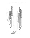 Novel Thraustochytrium SP, KJS-I, Bacillus Polyfermenticus KJS-2 and Feed Additive For Fish Including them diagram and image