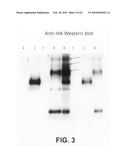 Novel assay for the separation and quantification of hemagglutinin antigens diagram and image