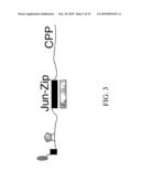 Compositons, methods and kits for real-time nucleic acid analysis in live cells diagram and image