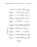 SITE SPECIFIC SYSTEM FOR GENERATING DIVERSITY PROTEIN SEQUENCES diagram and image