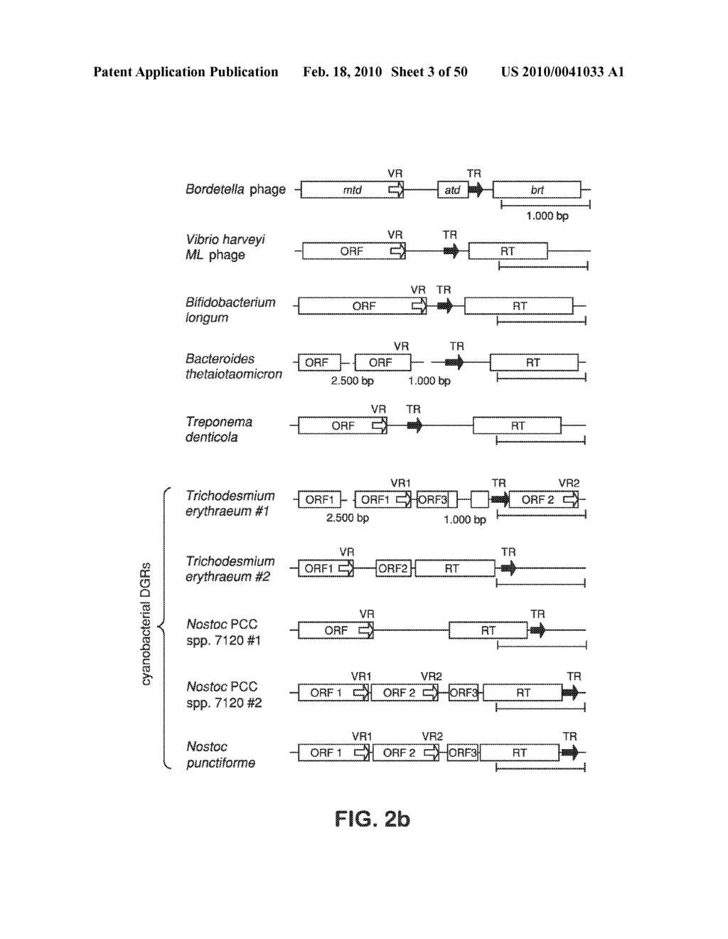 SITE SPECIFIC SYSTEM FOR GENERATING DIVERSITY PROTEIN SEQUENCES - diagram, schematic, and image 04