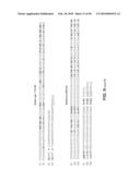 SITE SPECIFIC SYSTEM FOR GENERATING DIVERSITY PROTEIN SEQUENCES diagram and image