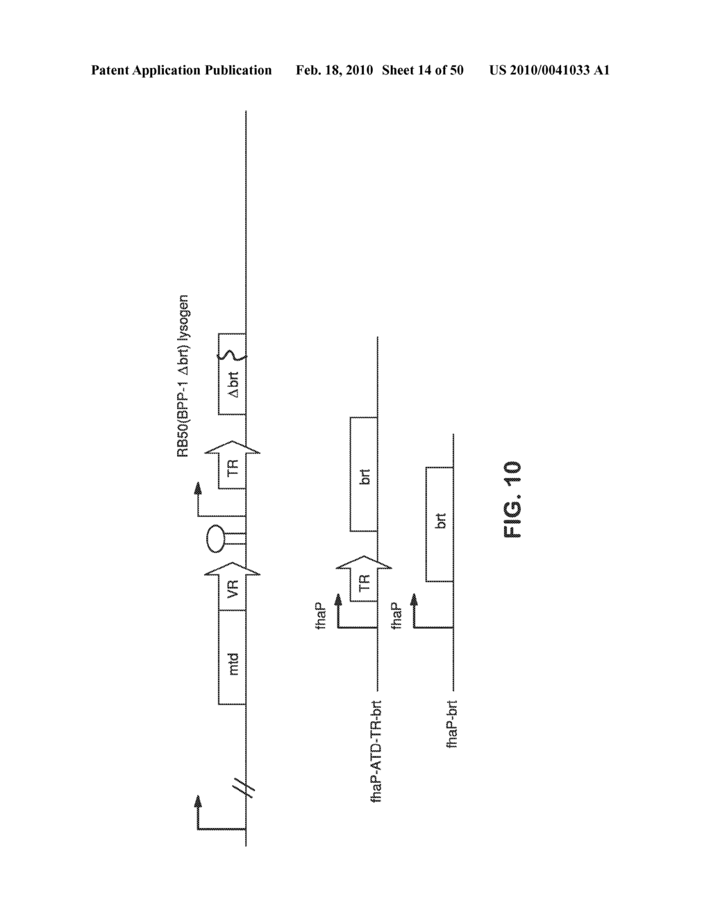 SITE SPECIFIC SYSTEM FOR GENERATING DIVERSITY PROTEIN SEQUENCES - diagram, schematic, and image 15