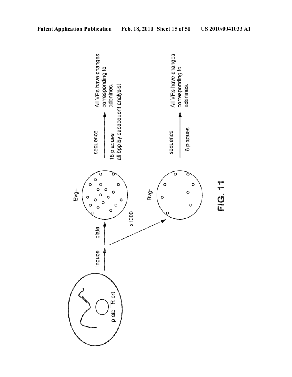 SITE SPECIFIC SYSTEM FOR GENERATING DIVERSITY PROTEIN SEQUENCES - diagram, schematic, and image 16