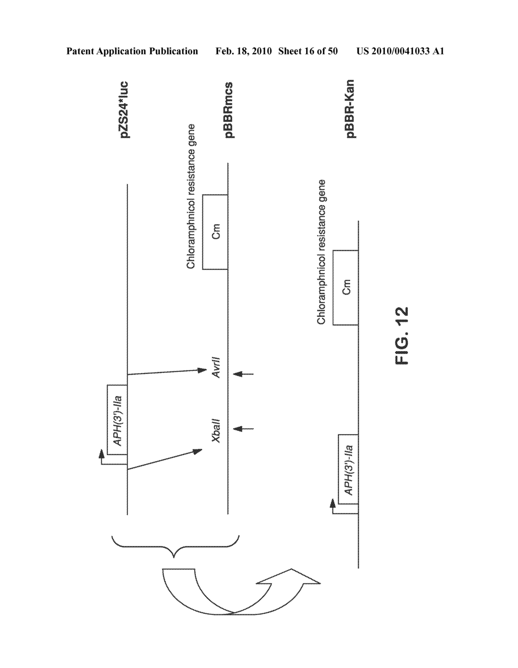 SITE SPECIFIC SYSTEM FOR GENERATING DIVERSITY PROTEIN SEQUENCES - diagram, schematic, and image 17