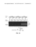 SITE SPECIFIC SYSTEM FOR GENERATING DIVERSITY PROTEIN SEQUENCES diagram and image