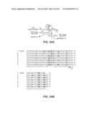 SITE SPECIFIC SYSTEM FOR GENERATING DIVERSITY PROTEIN SEQUENCES diagram and image