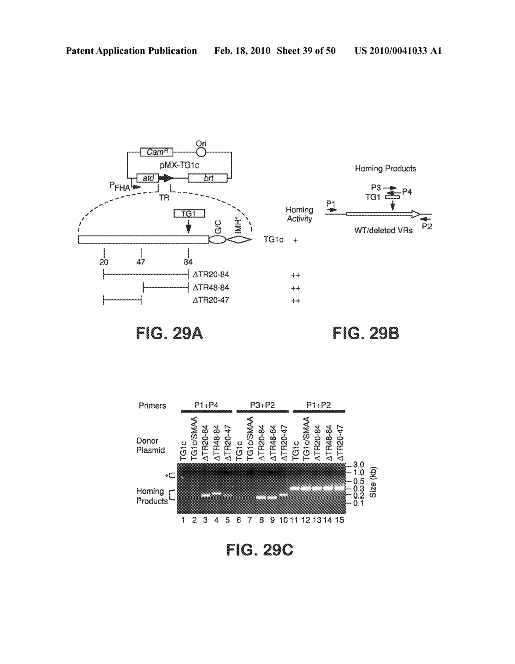 SITE SPECIFIC SYSTEM FOR GENERATING DIVERSITY PROTEIN SEQUENCES - diagram, schematic, and image 40