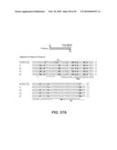 SITE SPECIFIC SYSTEM FOR GENERATING DIVERSITY PROTEIN SEQUENCES diagram and image