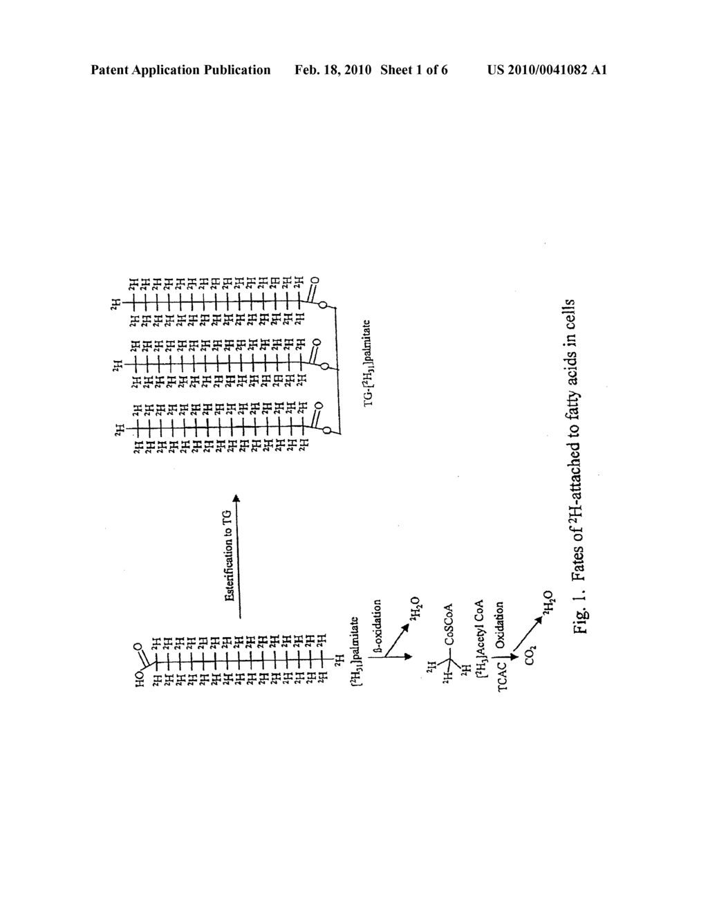 METHODS FOR DETERMINING THE METABOLISM OF SUGARS AND FATS IN AN INDIVIDUAL - diagram, schematic, and image 02