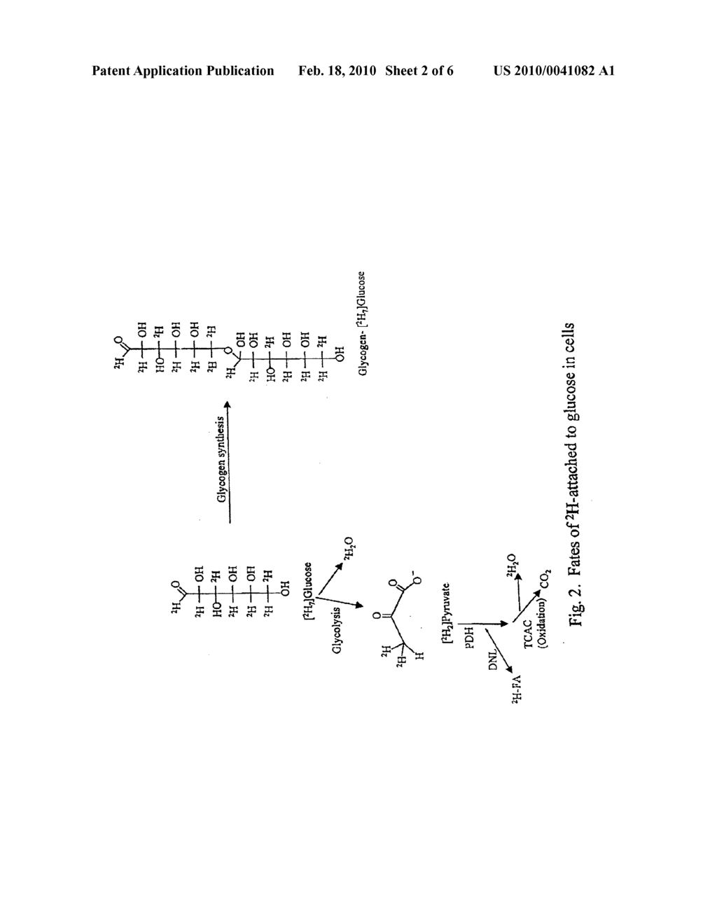 METHODS FOR DETERMINING THE METABOLISM OF SUGARS AND FATS IN AN INDIVIDUAL - diagram, schematic, and image 03