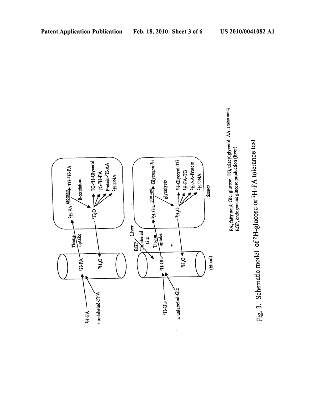 METHODS FOR DETERMINING THE METABOLISM OF SUGARS AND FATS IN AN INDIVIDUAL - diagram, schematic, and image 04