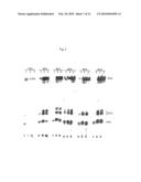 CELLS EXPRESSING PICHIA CYTOCHROME C diagram and image