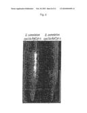 CELLS EXPRESSING PICHIA CYTOCHROME C diagram and image